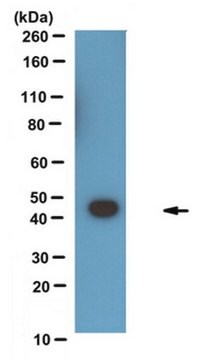 Anti-acetyl PARP1 Antibody, clone E4 clone E4, from mouse