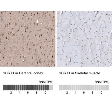 Anti-SCRT1 antibody produced in rabbit Prestige Antibodies&#174; Powered by Atlas Antibodies, affinity isolated antibody, buffered aqueous glycerol solution