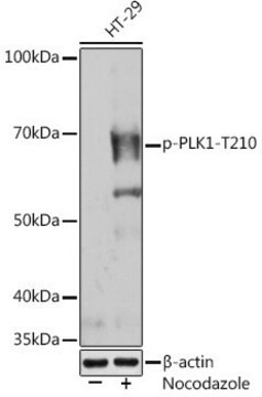 Anti-Phospho-PLK1-T210 antibody produced in rabbit