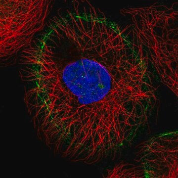 Anty-LMO7 Prestige Antibodies&#174; Powered by Atlas Antibodies, affinity isolated antibody