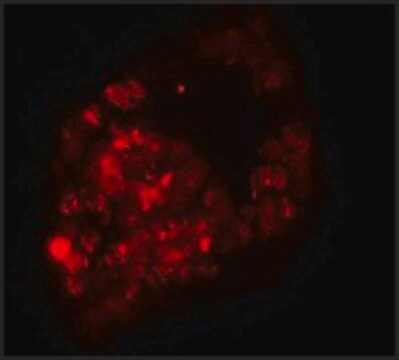 Anti-PRICKLE1 antibody produced in rabbit affinity isolated antibody