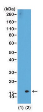 Anti-Dimethyl-Histone H3 (Lys36) antibody, Rabbit monoclonal recombinant, expressed in HEK 293 cells, clone RM141, purified immunoglobulin