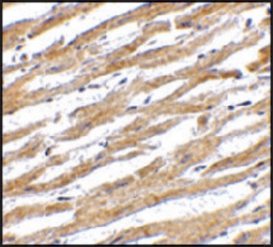 Anti-PDL-1 antibody produced in rabbit affinity isolated antibody, buffered aqueous solution