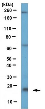 Anti-Centrin-2-Antikörper serum, from rabbit