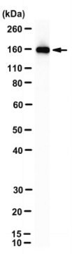 Anti-Neurofilament M/NEFM Antibody, clone 2H3