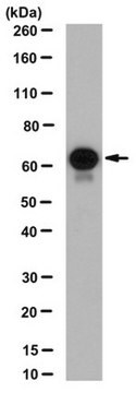 Anti-CKAP4 Antibody, clone 9C4.4 clone 9C4.4, from mouse