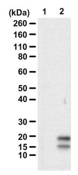 Anti-HD-polyLeu-Ct serum, from rabbit