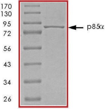 Białko PI3K (P85 ALPHA) recombinant