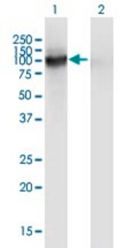 Monoclonal Anti-SLITL2 antibody produced in mouse clone 4G7, purified immunoglobulin, buffered aqueous solution