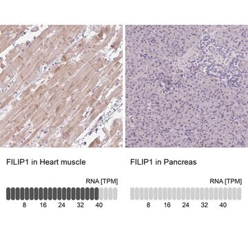 Anti-FILIP1 antibody produced in rabbit Prestige Antibodies&#174; Powered by Atlas Antibodies, affinity isolated antibody, buffered aqueous glycerol solution