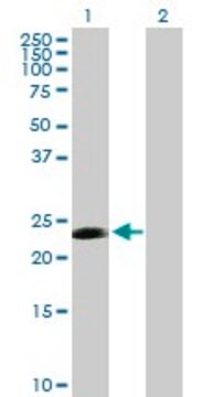 Anti-CDC20B antibody produced in mouse purified immunoglobulin, buffered aqueous solution