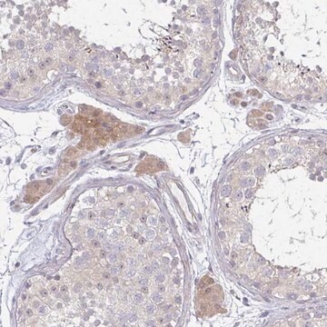 Anti-C10orf90 antibody produced in rabbit Prestige Antibodies&#174; Powered by Atlas Antibodies, affinity isolated antibody, buffered aqueous glycerol solution