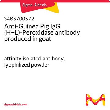 Anti-Guinea Pig IgG (H+L)-Peroxidase antibody produced in goat affinity isolated antibody, lyophilized powder