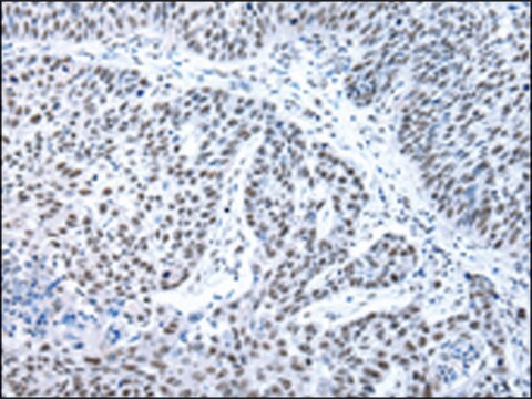 Anti-XAB2 affinity isolated antibody