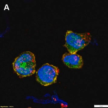 Anti-TIFAB Antibody, clone 1B15 ZooMAb&#174; Rabbit Monoclonal recombinant, expressed in HEK 293 cells