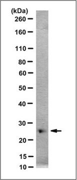 Anti-EBI3 Antibody/IL-35, clone V1.4H6.25 (Neutralizing) clone V1.4H6.25, from mouse