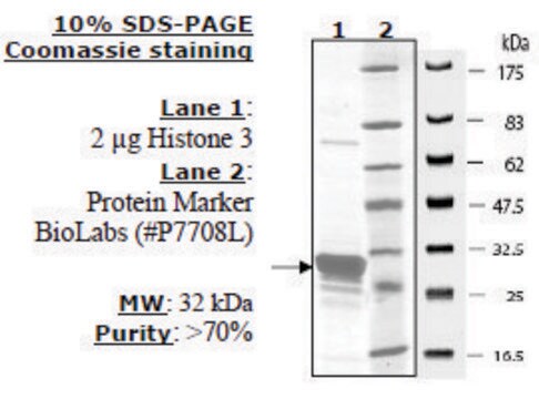 Histone H3 (2-58) human recombinant, expressed in E. coli, &#8805;70% (SDS-PAGE)