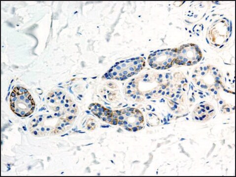 Anti-Ephrin-B2 antibody ,Mouse monoclonal clone EFR-163M, purified from hybridoma cell culture