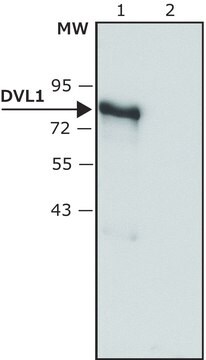 抗DVL1抗体 ウサギ宿主抗体 ~1.5&#160;mg/mL, affinity isolated antibody, buffered aqueous solution, antigen mol wt ~85&#160;kDa