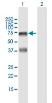 抗HABP2抗体 マウス宿主抗体 purified immunoglobulin, buffered aqueous solution