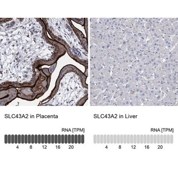 Anti-SLC43A2 antibody produced in rabbit Prestige Antibodies&#174; Powered by Atlas Antibodies, affinity isolated antibody, buffered aqueous glycerol solution