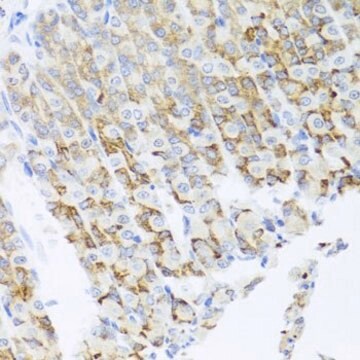 Anti-PIK3CA antibody produced in rabbit