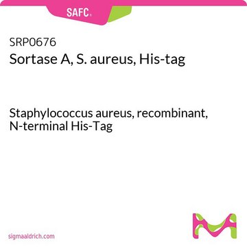 转肽酶 A,金黄色葡萄球菌，His-tag Staphylococcus aureus, recombinant, N-terminal His-Tag