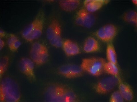 Anti-MAPT (Ab-356) antibody produced in rabbit affinity isolated antibody