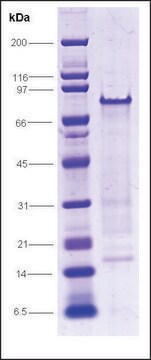 RNA聚合酶II，C端域，GST标记 人 recombinant, expressed in E. coli, &#8805;70% (SDS-PAGE)