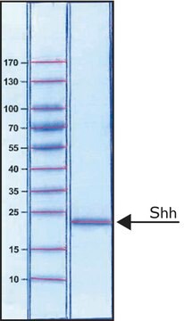 Sonic Hedgehog Peptide from mouse &#8805;97% (SDS-PAGE), recombinant, expressed in E. coli, Fused to a histidine tag at the C-terminus, lyophilized powder