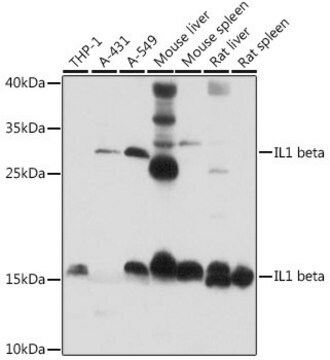 Anti-IL1B antibody produced in rabbit