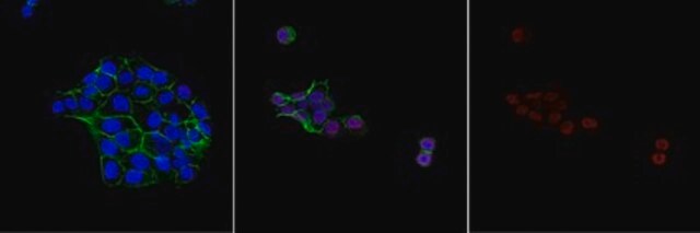 Anti-Nitrotyrosine Antibody Alexa Fluor&#8482; 647 Conjugate from rabbit, ALEXA FLUOR&#8482; 647