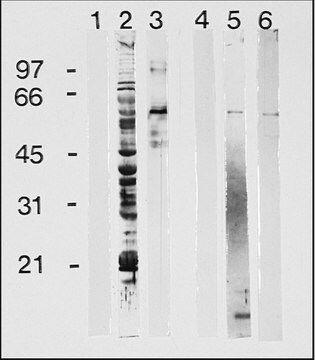 抗- 人IgG (&#947;-链特异性)&#8722;过氧化物酶 山羊抗 affinity isolated antibody, buffered aqueous solution