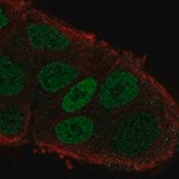 Anty-MYO6 Prestige Antibodies&#174; Powered by Atlas Antibodies, affinity isolated antibody, buffered aqueous glycerol solution