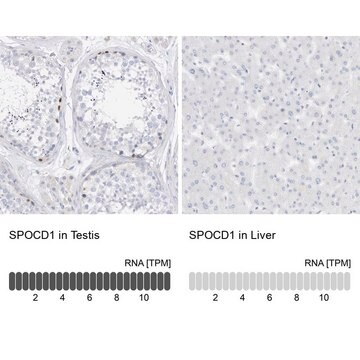 Anti-SPOCD1 antibody produced in rabbit Prestige Antibodies&#174; Powered by Atlas Antibodies, affinity isolated antibody, buffered aqueous glycerol solution