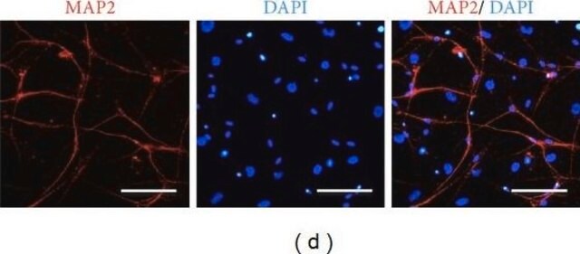 抗MAP2（2a+2b）抗体、マウスモノクローナル マウス宿主抗体 ~2&#160;mg/mL, clone AP-20, purified from hybridoma cell culture