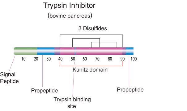 Trypsin inhibitor from bovine pancreas Type I-P, essentially salt-free, lyophilized powder