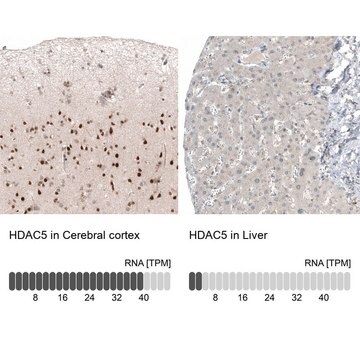 Monoclonal Anti-HDAC5 antibody produced in mouse Prestige Antibodies&#174; Powered by Atlas Antibodies, clone CL8121, purified immunoglobulin, buffered aqueous glycerol solution