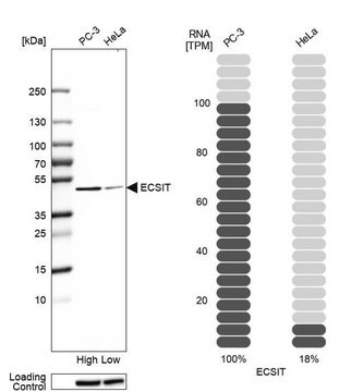 Anti-ECSIT antibody produced in rabbit Prestige Antibodies&#174; Powered by Atlas Antibodies, affinity isolated antibody, buffered aqueous glycerol solution