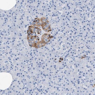 抗-SLFN13 兔抗 Prestige Antibodies&#174; Powered by Atlas Antibodies, affinity isolated antibody, buffered aqueous glycerol solution, Ab1