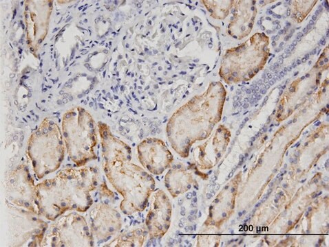 Monoclonal Anti-SLC22A6, (C-terminal) antibody produced in mouse clone 1F2, purified immunoglobulin, buffered aqueous solution