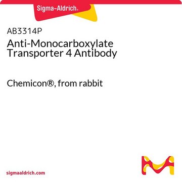 Anticorps anti-transporteur de monocarboxylate&nbsp;4 Chemicon&#174;, from rabbit