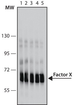 モノクローナル抗第X因子抗体 マウス宿主抗体 clone HX-1, purified immunoglobulin, buffered aqueous solution