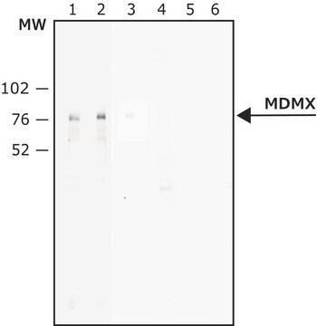 抗-MDMX抗体，小鼠单克隆 小鼠抗 clone MDMX-82, purified from hybridoma cell culture