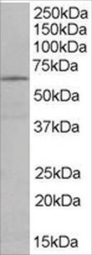 Anti-EHD2 antibody produced in goat affinity isolated antibody, buffered aqueous solution