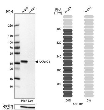 抗AKR1C1抗体 ウサギ宿主抗体 Prestige Antibodies&#174; Powered by Atlas Antibodies, affinity isolated antibody