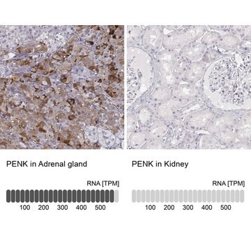 抗PENK抗体 ウサギ宿主抗体 Prestige Antibodies&#174; Powered by Atlas Antibodies, affinity isolated antibody, buffered aqueous glycerol solution