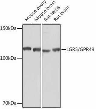 Anti-LGR5/GPR49 antibody produced in rabbit