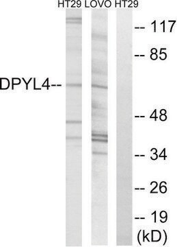 Anti-DPYSL4 antibody produced in rabbit affinity isolated antibody