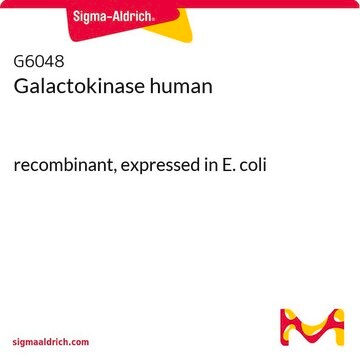 Galactokinase human recombinant, expressed in E. coli